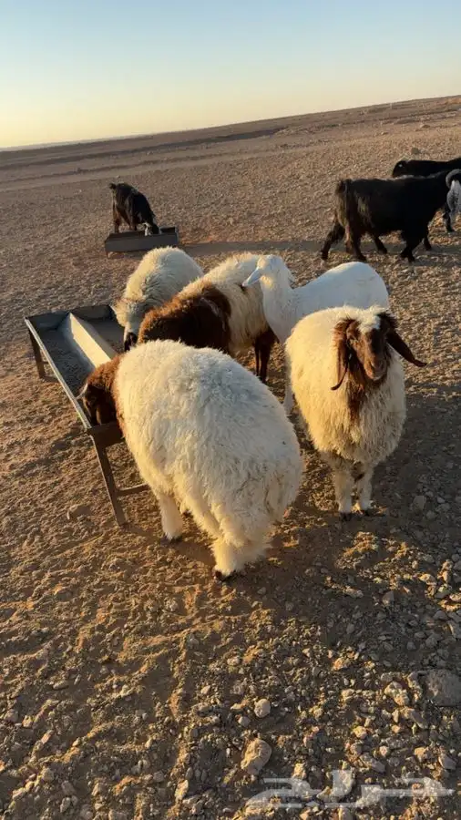 اربع رخال وخروف الظهور مقفله العمر من 6 شهورعلى شعير وبرسيم 0