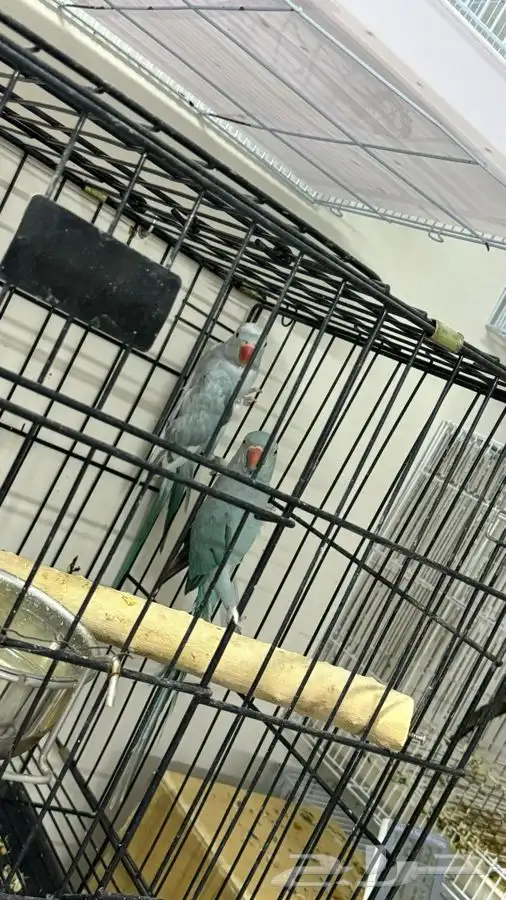 زوج دره هولندي منتجج 0