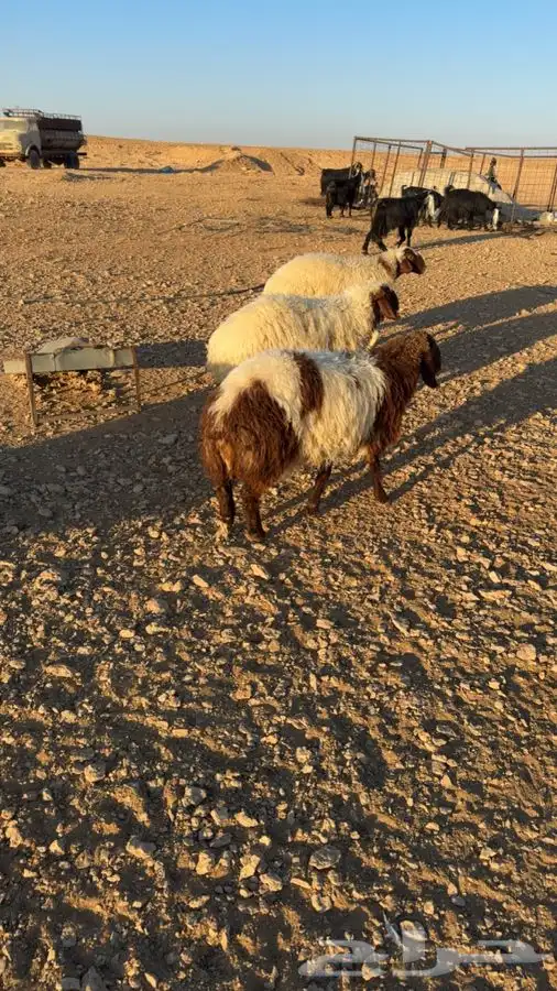 اربع رخال وخروف الظهور مقفله العمر من 6 شهورعلى شعير وبرسيم 4