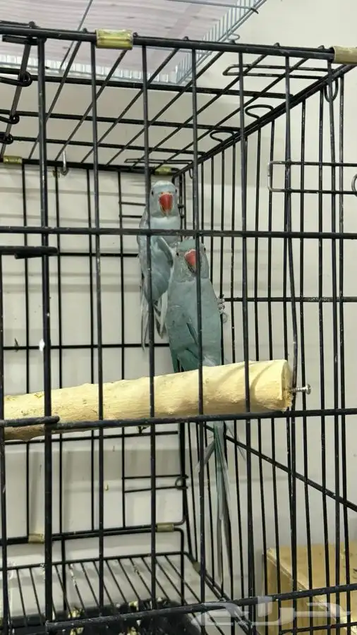 زوج دره هولندي منتجج 1