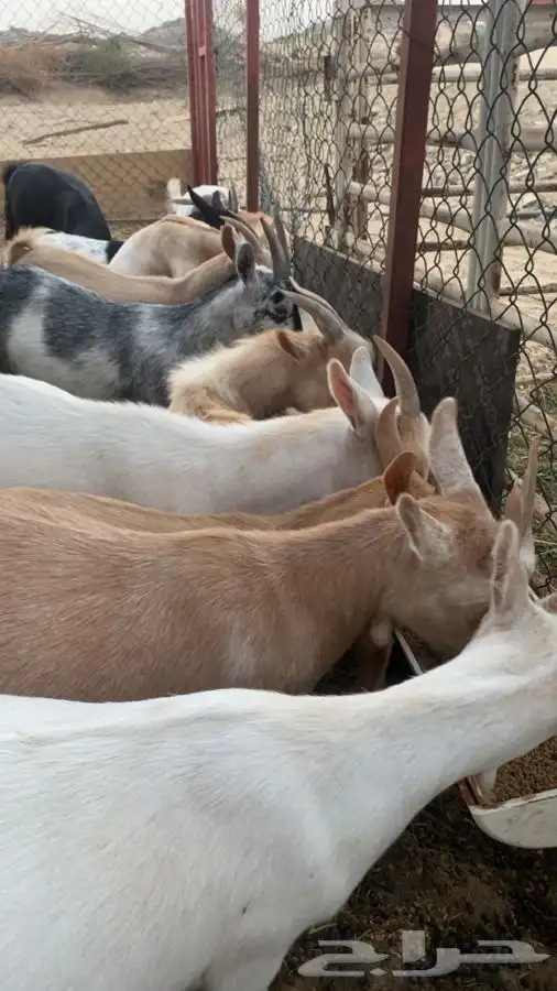 ماعز اقزام 15