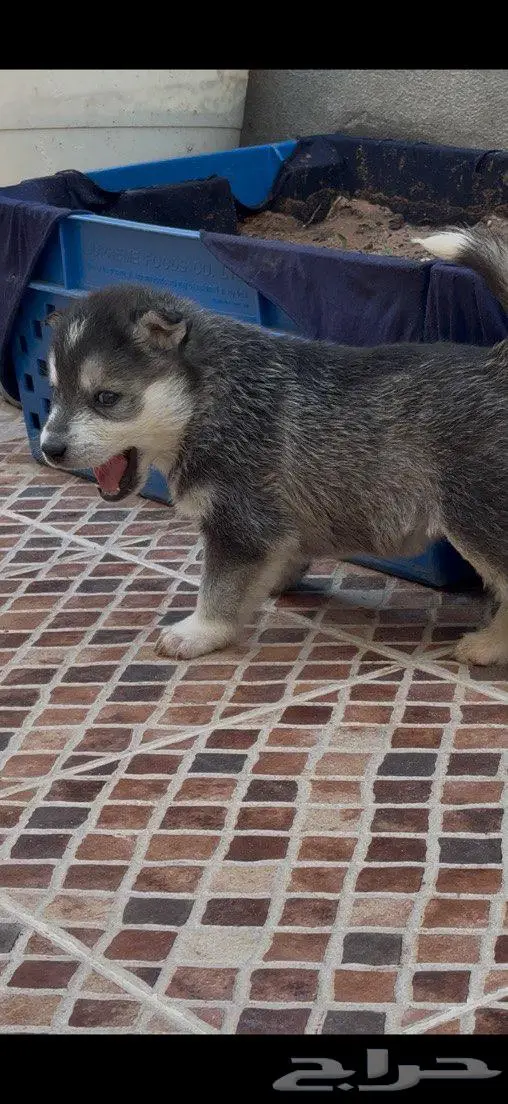 جراء هاسكي صغار للبيع 1