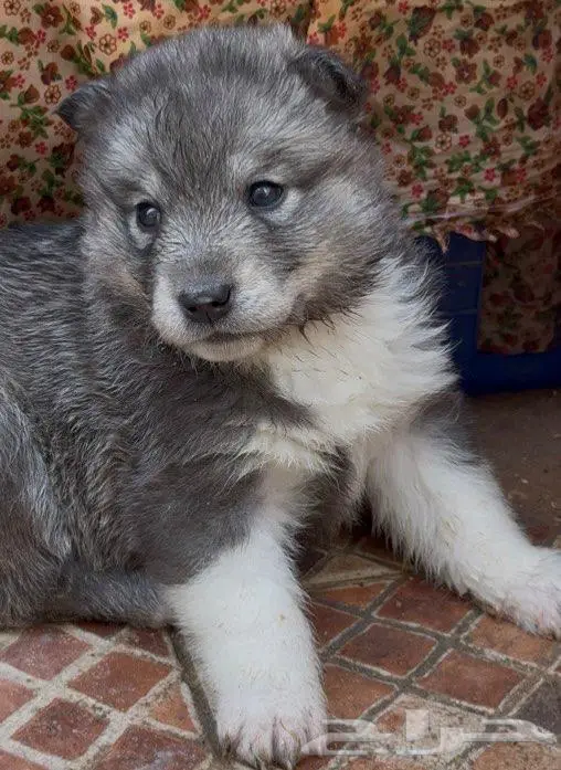 جراء هاسكي صغار للبيع 6