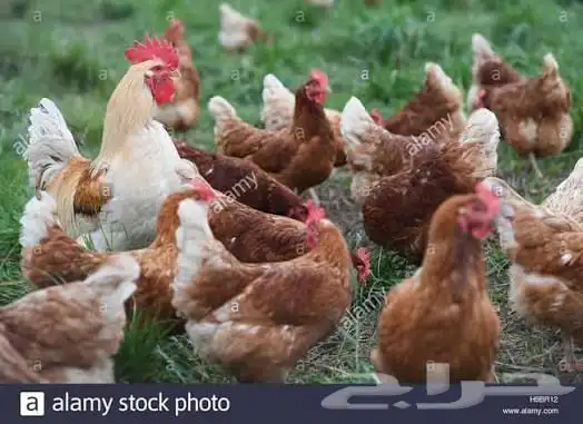 مطلوووب دجاج ديك لوهمان بروان الماني 0