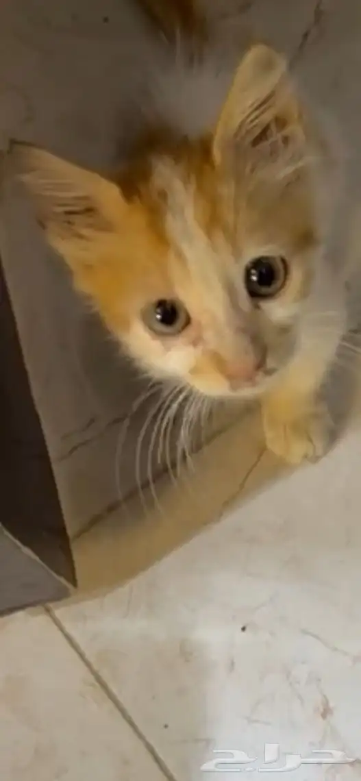 قط مفقود الي يلقاه يتواصل معي خاص 0