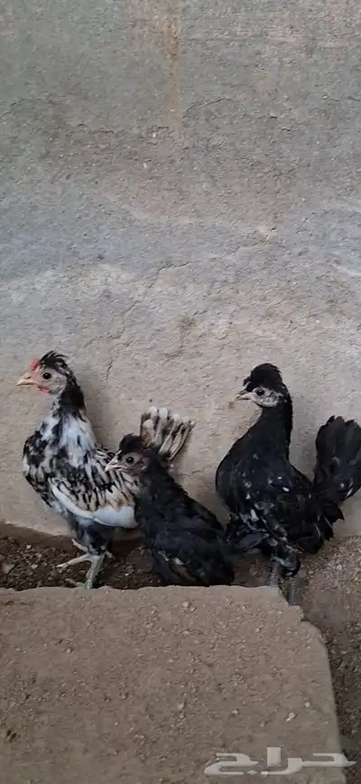 وز بلغاري و دجاج كوبرا index