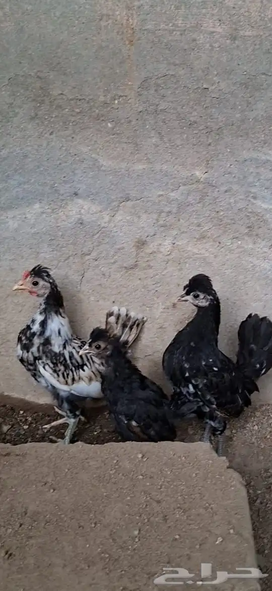 وز بلغاري و دجاج كوبرا 5