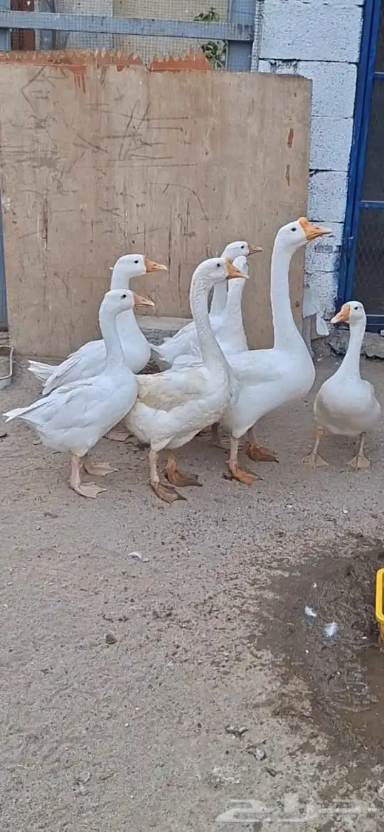 وز بلغاري و دجاج كوبرا 1