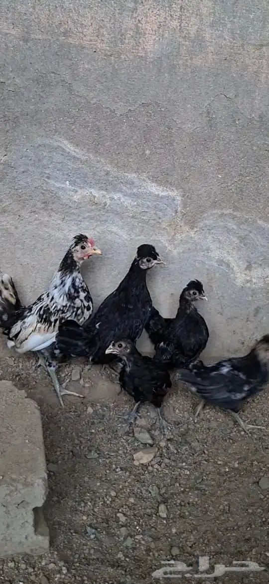 وز بلغاري و دجاج كوبرا 9