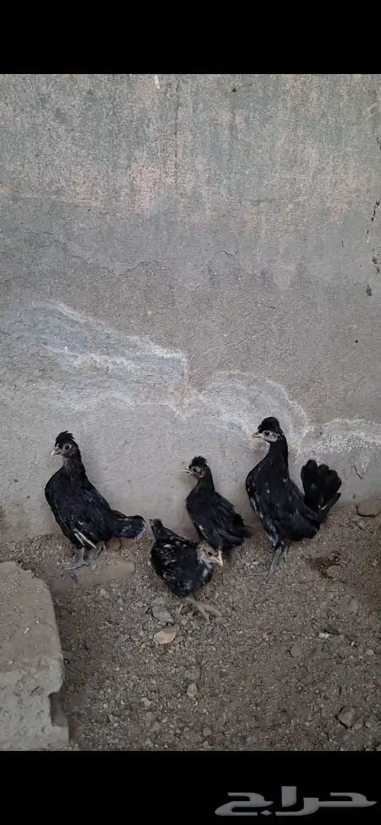 وز بلغاري و دجاج كوبرا 12