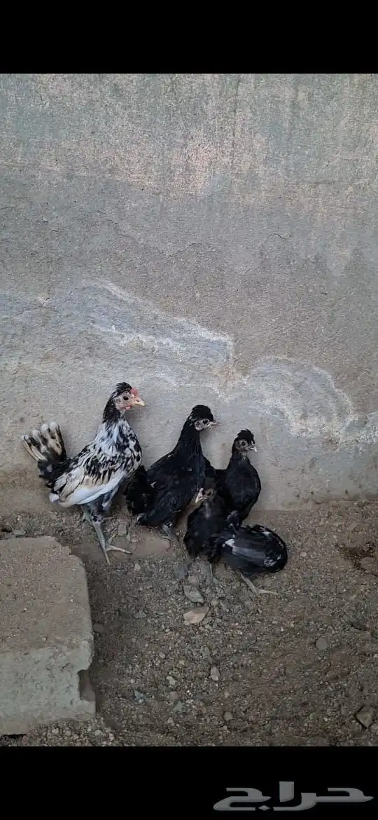 وز بلغاري و دجاج كوبرا 11