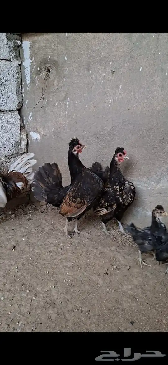 وز بلغاري و دجاج كوبرا 10