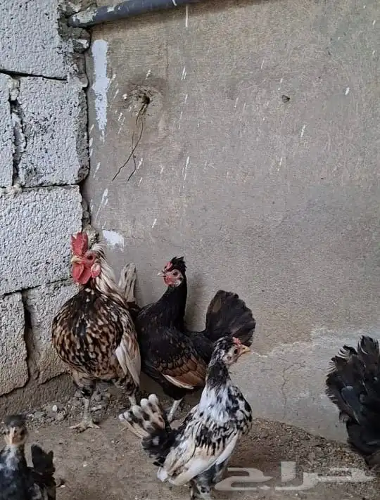 وز بلغاري و دجاج كوبرا 14