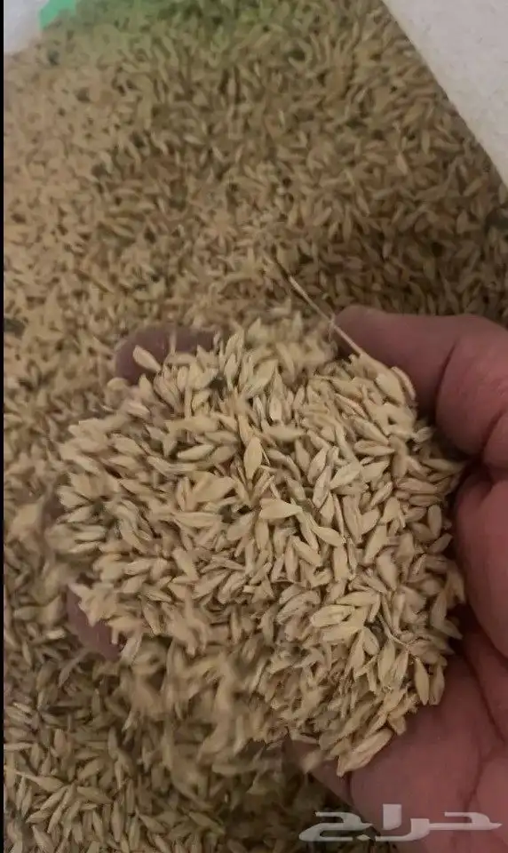 بذور شعير سداسي 1