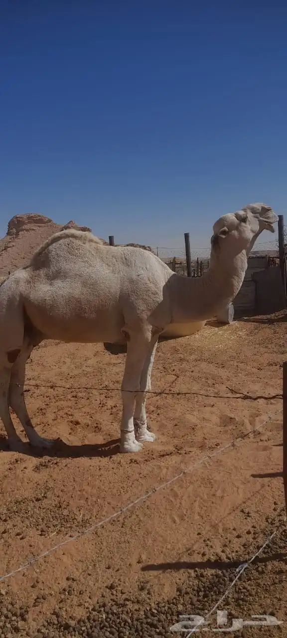 حشو لبانيات للبيع وبعير ضروبه 5