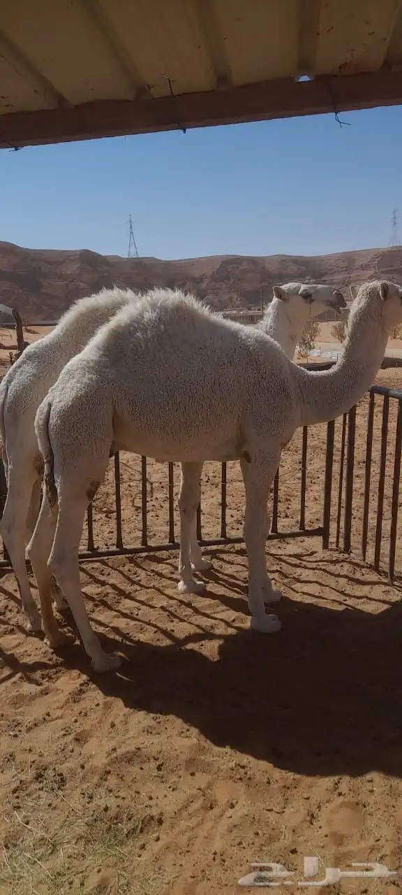 حشو لبانيات للبيع وبعير ضروبه 4