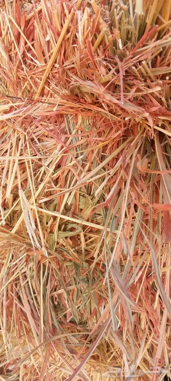 تبن قمح و ذرة شامية او جيزانية 3