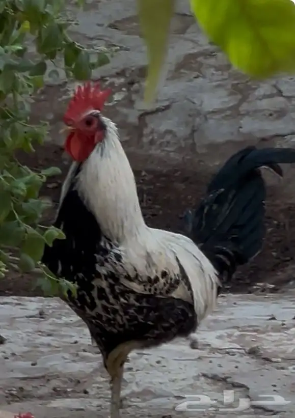 للبيع ديوك 3