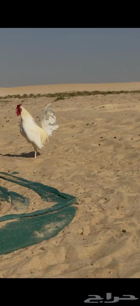 للبيع ديك عربي 0