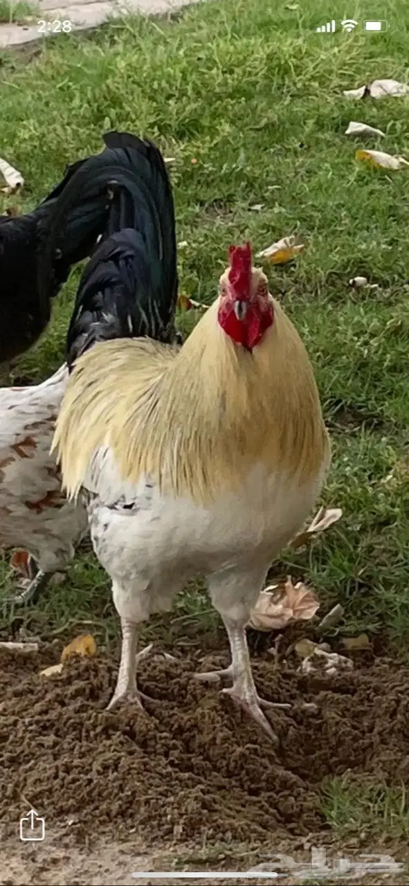 ديك بلدي للبيع 1