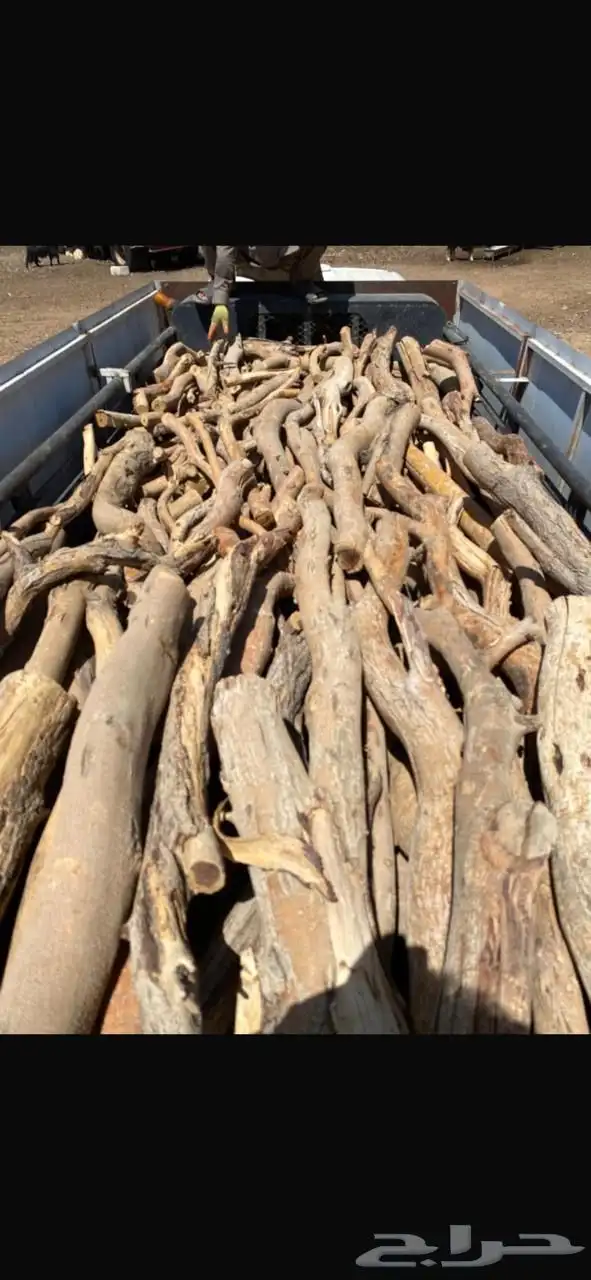 حطب سمر شرط 1