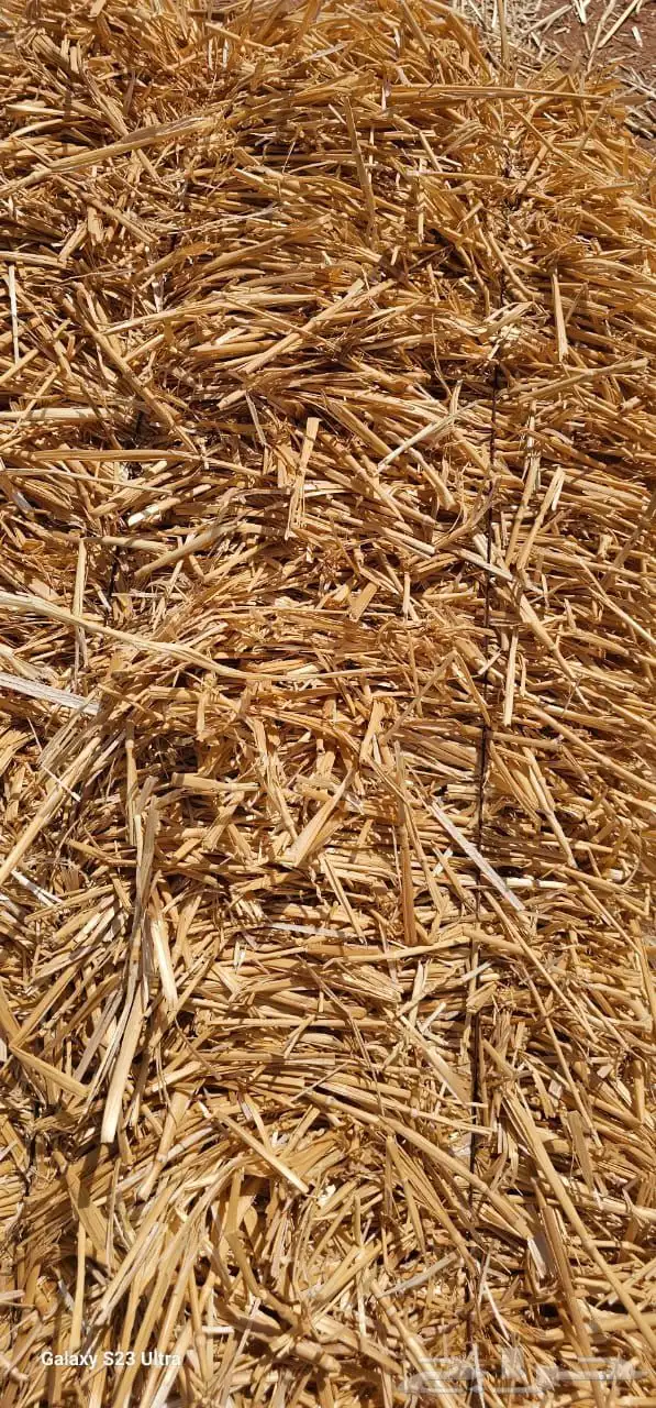 تبن قمح و ذرة شامية او جيزانية 4