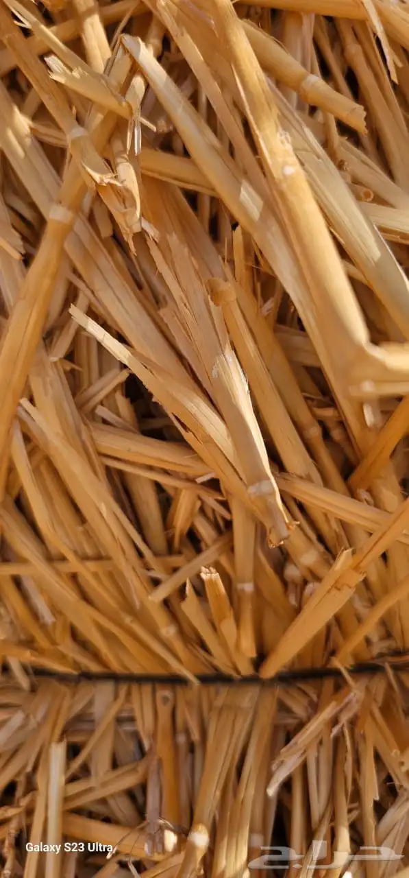 تبن قمح و ذرة شامية او جيزانية 2