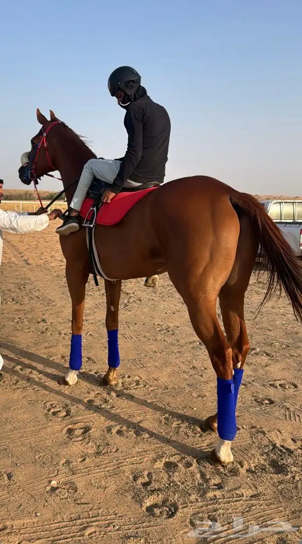 حصان بطل ومحقق مراكز في سباق الخيل وجاب الاول 1