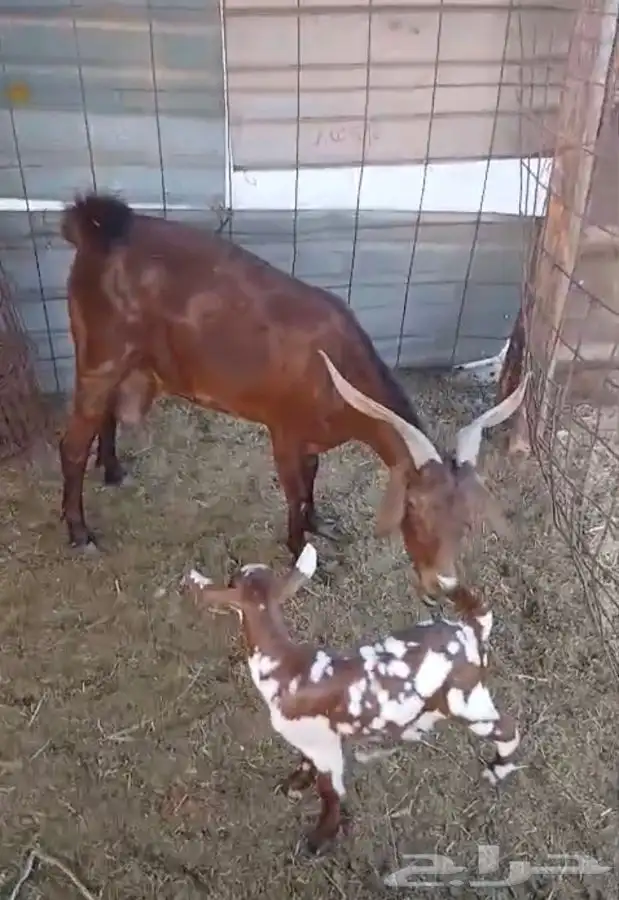 عنز محايليه دهماء صنف فاخر يتبعهاجفره لونهاجيشي 6