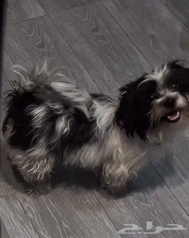 كلبه للبيع 0