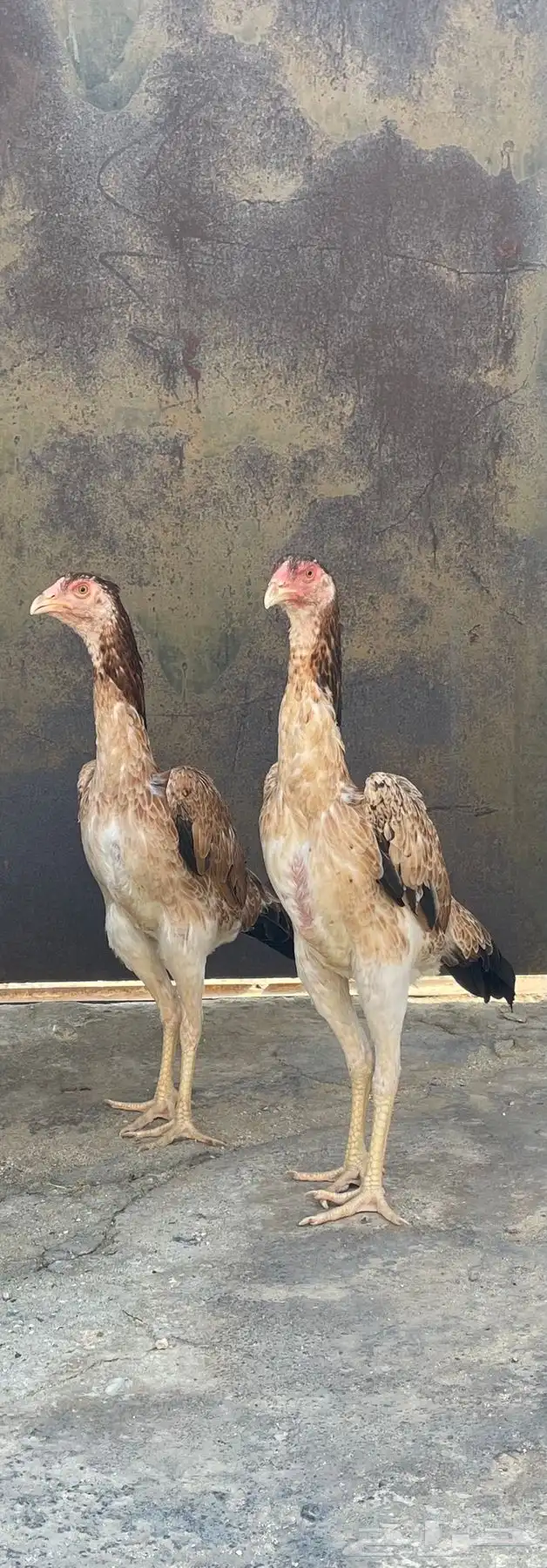 شامو ياباني 0