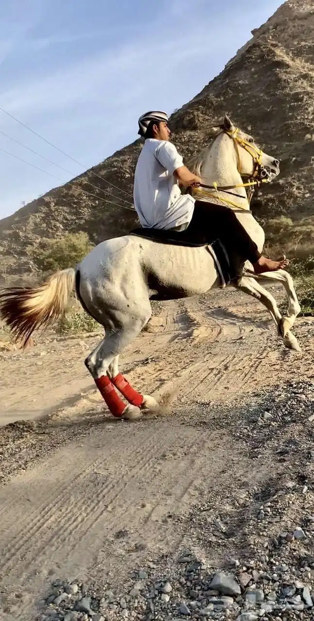 حصان للبيع 1