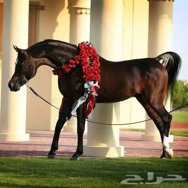 مهره ( واهو ) 0