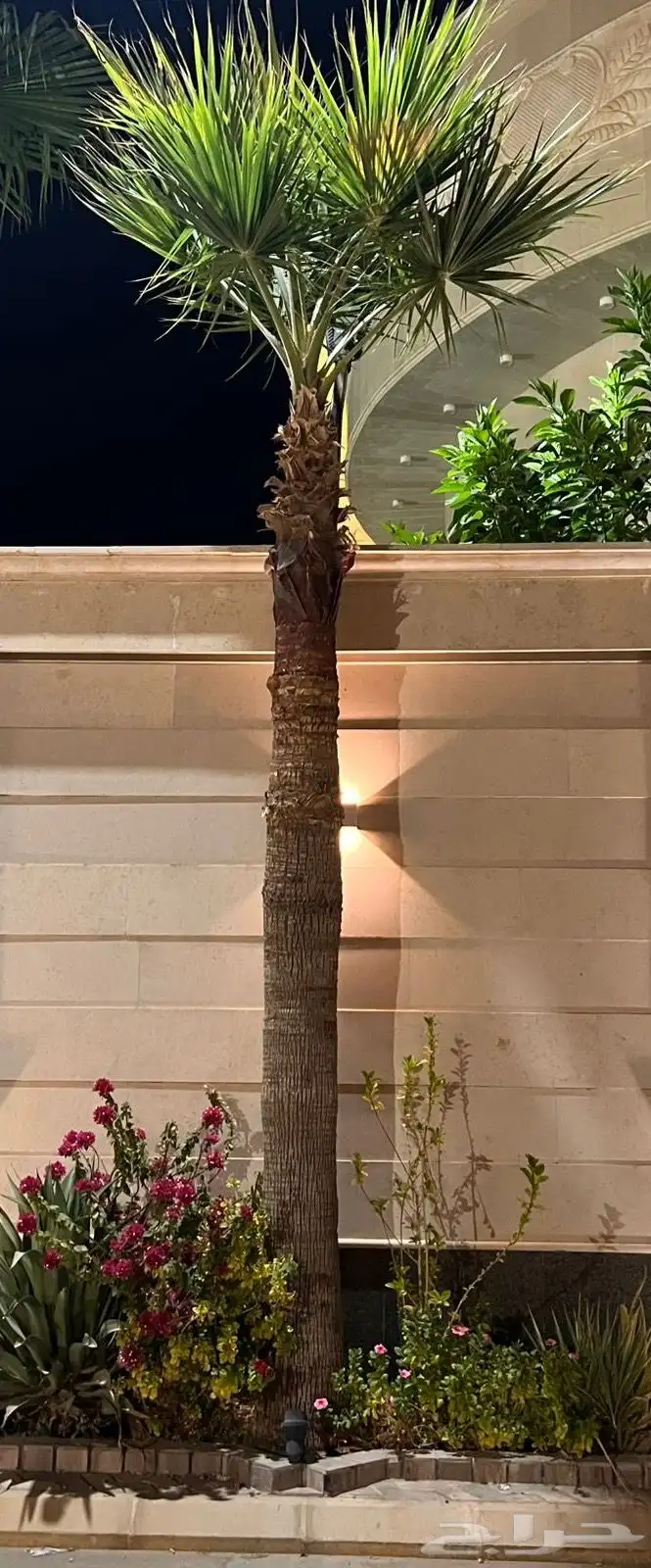 نخل زينه واشنطني 3