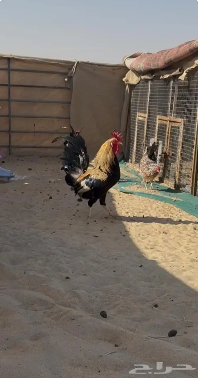 للبيع ديك عربي 2