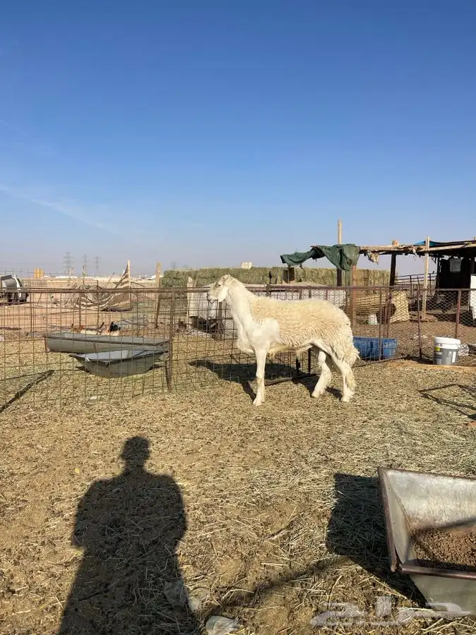 للبيع فحول حريات صنف 0