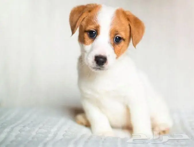 جراء جاك راسل استيراد روسيا 5