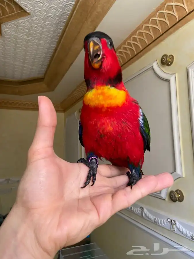 فرخ لوري بلاك كاب يلو بايد اليف وهدد 13