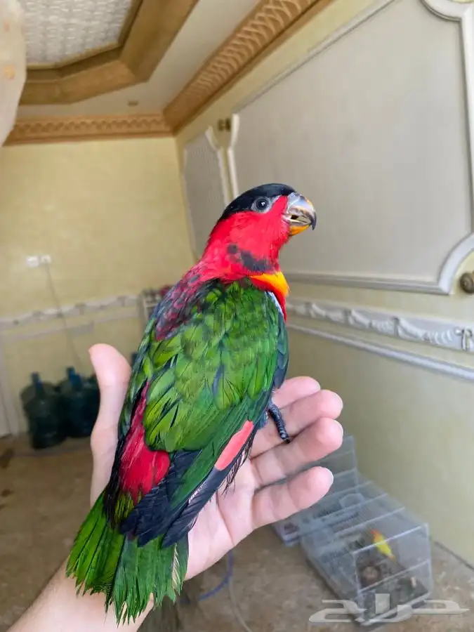 لوري احمر اليف 8