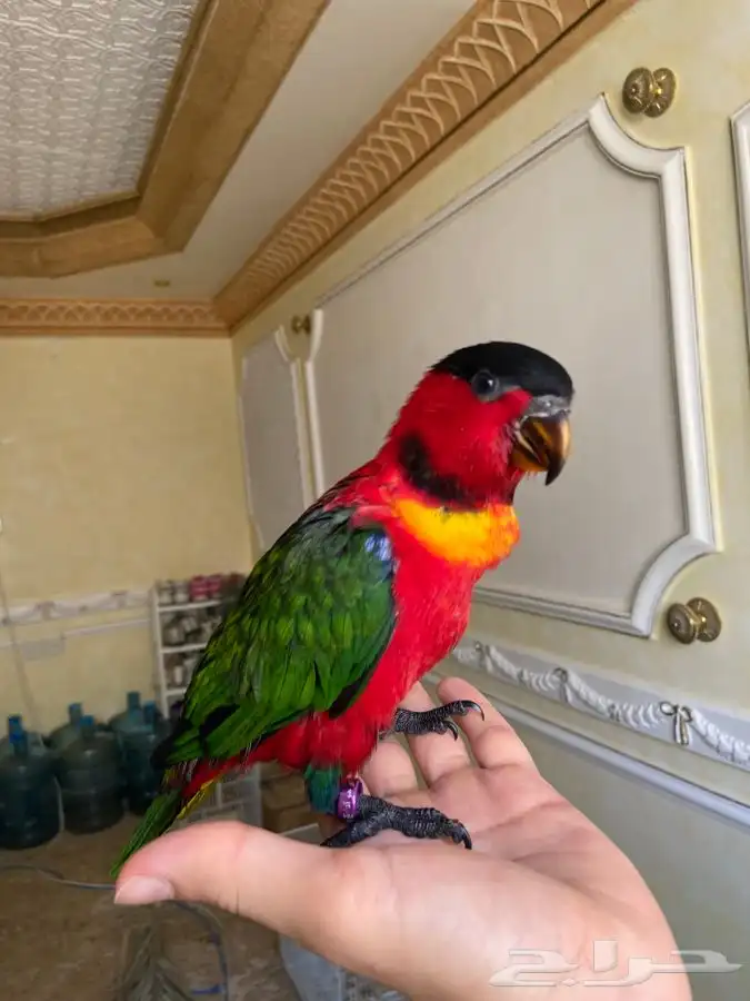 فرخ لوري بلاك كاب يلو بايد اليف وهدد 1