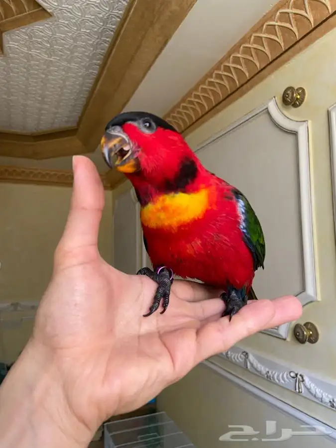 لوري احمر اليف 13