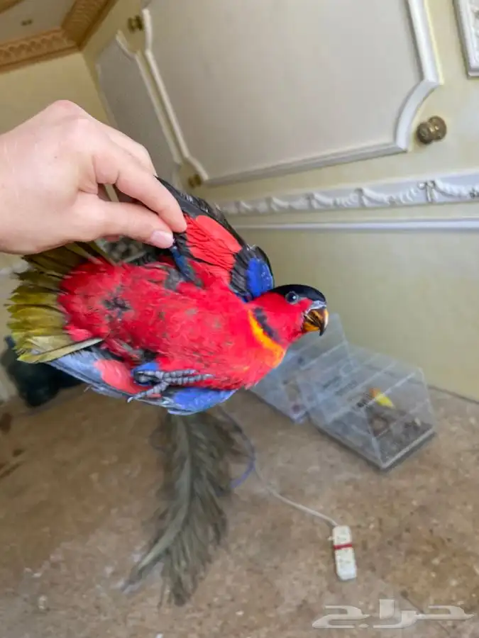 لوري احمر اليف 4