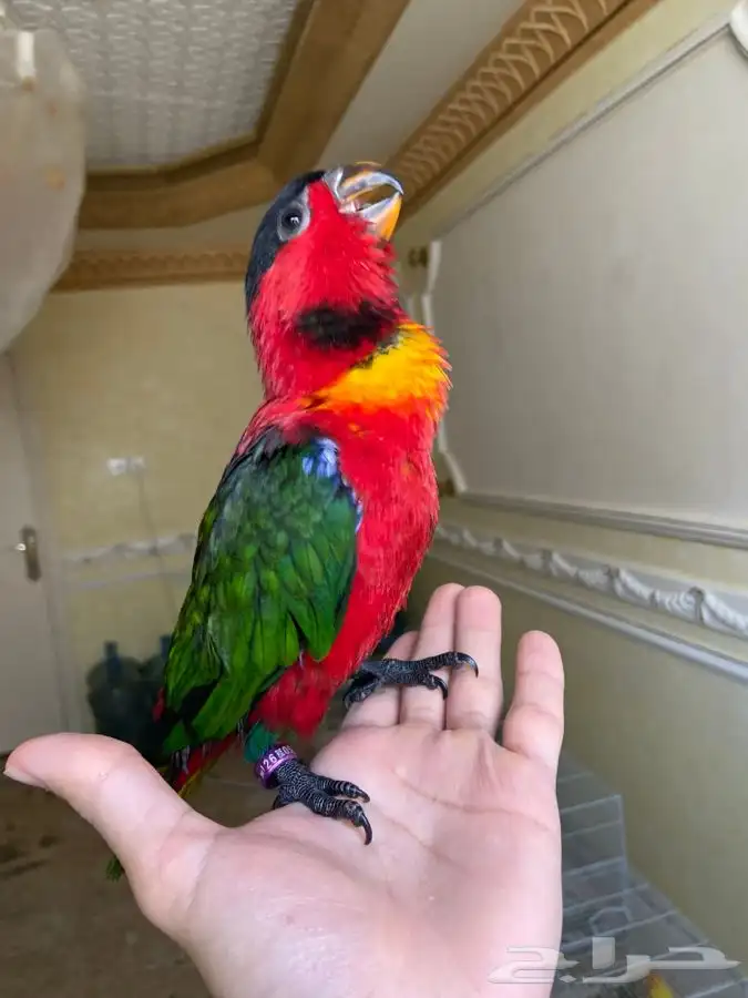 فرخ لوري بلاك كاب يلو بايد اليف وهدد 2