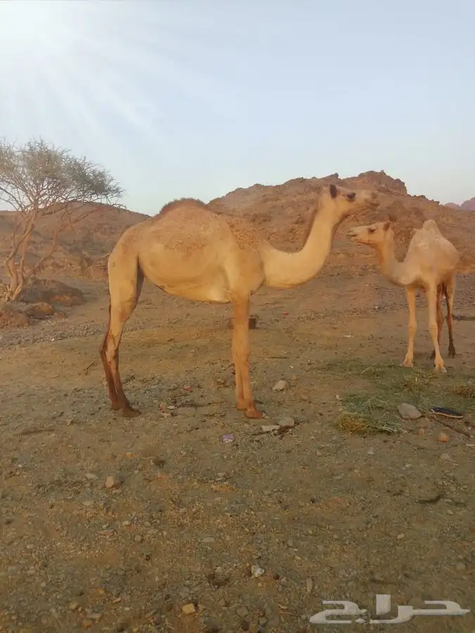 للبيع بكار لقايا 0