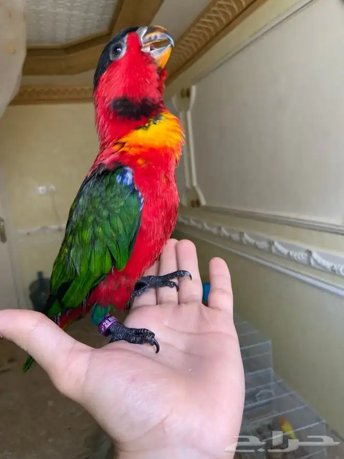 فرخ لوري بلاك كاب يلو بايد اليف وهدد 3