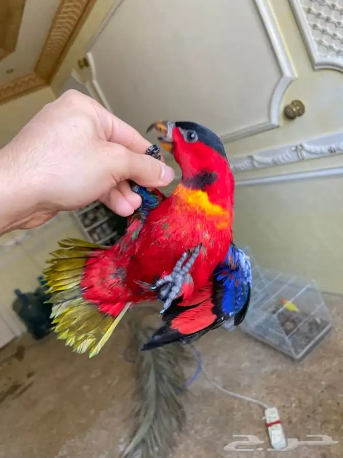 لوري احمر اليف 5