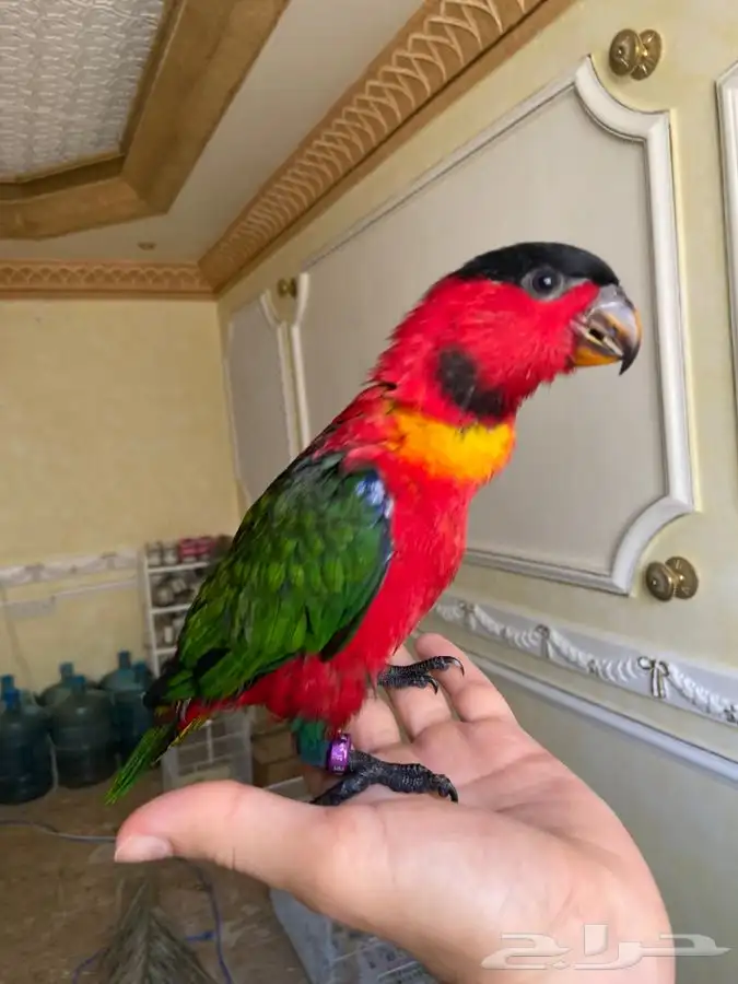 فرخ لوري بلاك كاب يلو بايد اليف وهدد 0