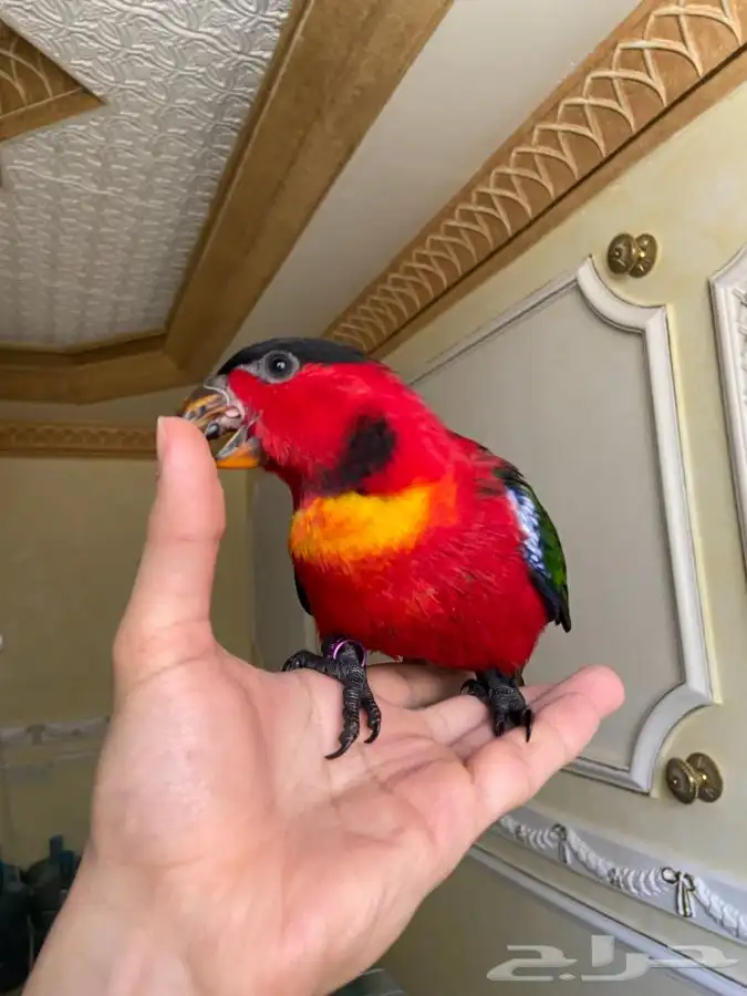 فرخ لوري بلاك كاب يلو بايد اليف وهدد 11