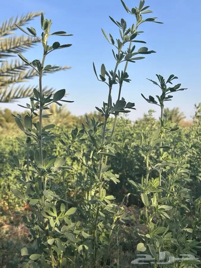 بذور برسيم صبخاوي انتاج 2025 درجه اولى 7