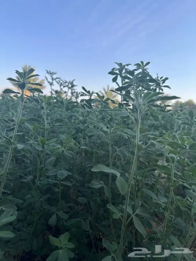 بذور برسيم صبخاوي انتاج 2025 درجه اولى 5